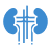 Urology Surgery